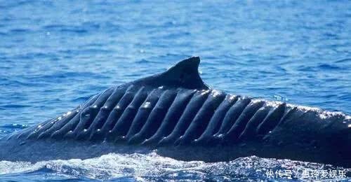 航母在前進(jìn)的過程中，為何總有鯊魚跟著？